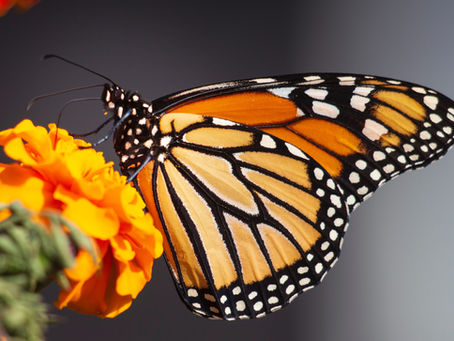 Navigating Pluto Transits: Embrace Transformation and Uncover Your Potential