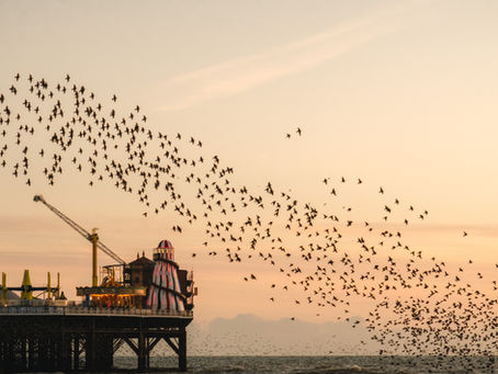 Brighton pier