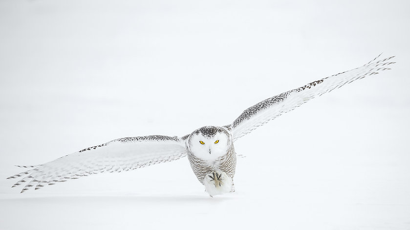 Image by Todd Steitle