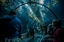 Legoland Sea Life