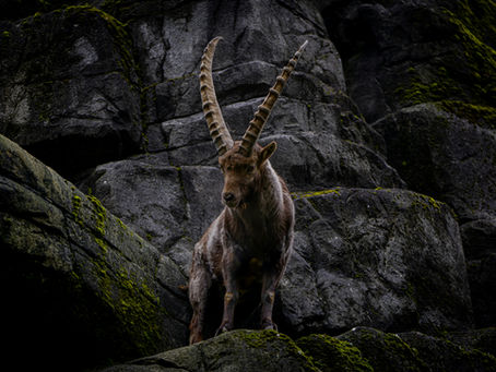 Capricorn Season Collective Energy Forecast