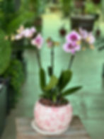 Eye-level view of an orchid being repotted with fresh bark mix