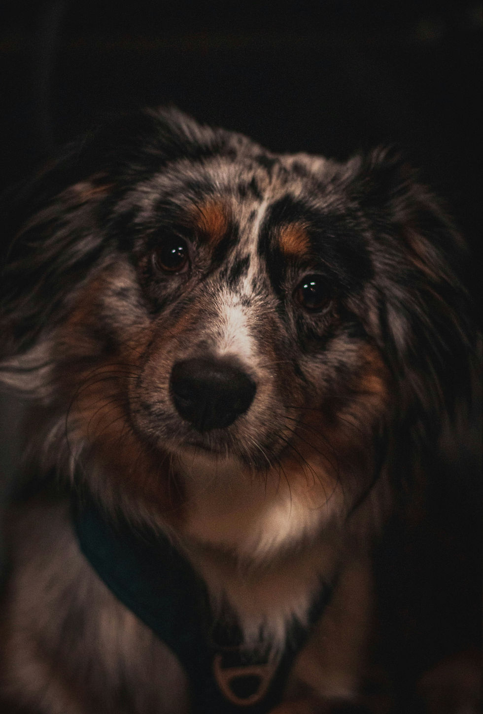 Kuscheltiere