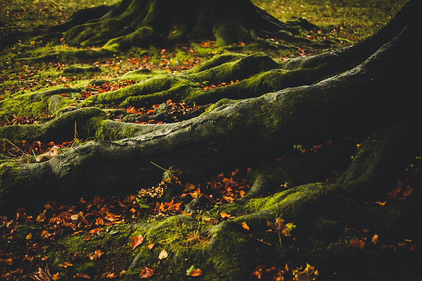 Shamanic Soul Retrieval in Newbury West Berkshire - grounded healing for presence and embodiment.