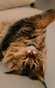 Image by Farnaz Kohankhaki