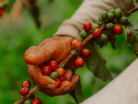 A Guide to Ethical Sourcing: Trusting the Origins of Your Wellness Products