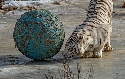 Wild animals in their natural habitat during a safari tour in India