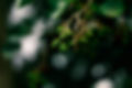 Image by Sir Misbehave of green pine cones on tree