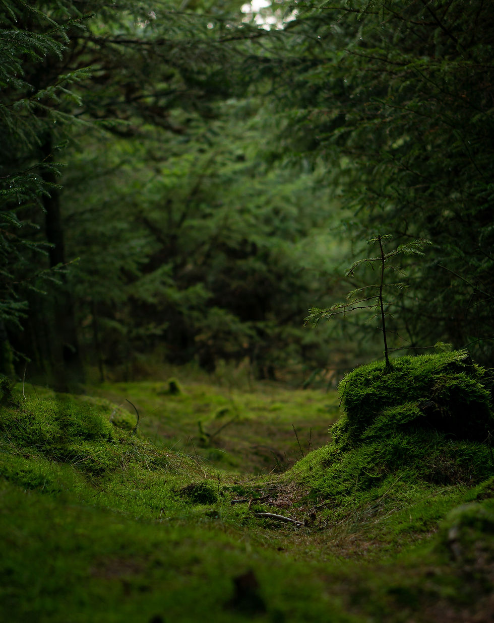 Moss-covered forest floor with lush greenery and tall trees in the background. Soft light filters through branches, creating a serene atmosphere.