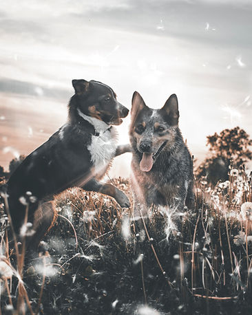 Image by Daniel Lincoln