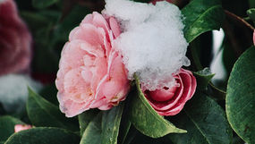 Flores que Florecen en Invierno: ¡Dale Color a la Estación Más Gris!