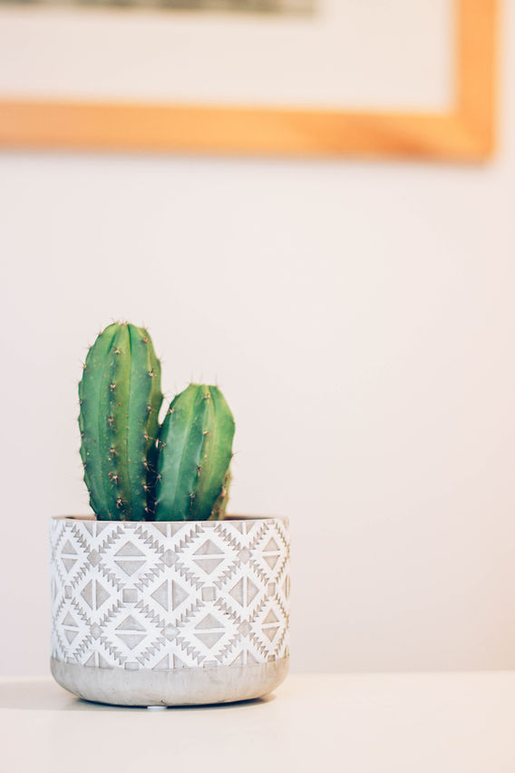 Cactuses not Blooming