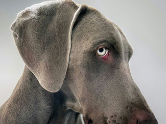 Ojos llorosos en perros: causas reales, señales de alerta y soluciones naturales basadas en evidencia