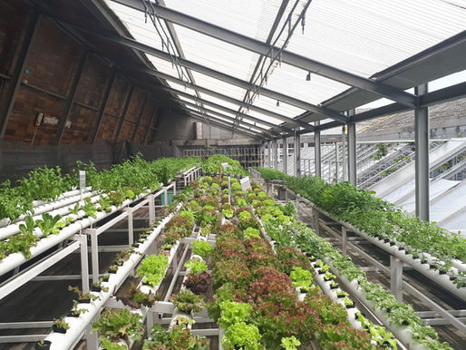 How to start a Microgreen Business in india
