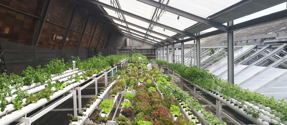 How to start a Microgreen Business in india