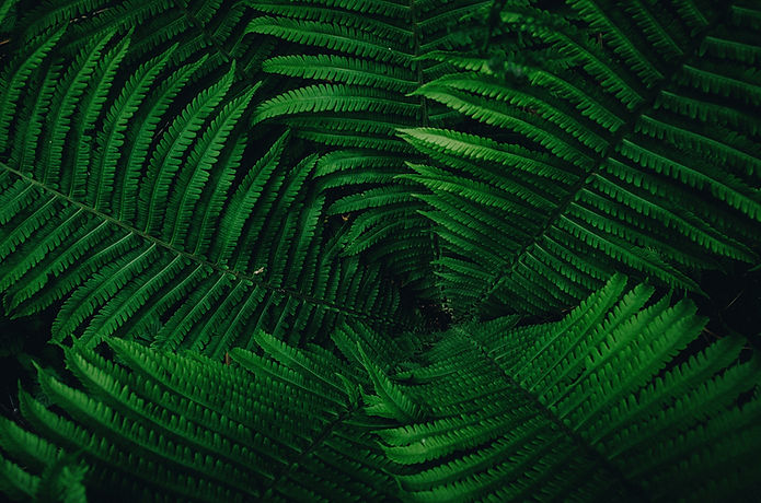 Image by Daniil Silantev