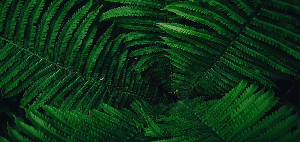 Image by Daniil Silantev