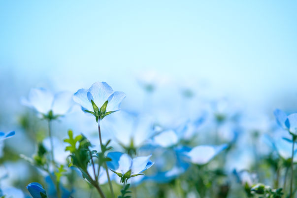 Image by Sora Sagano