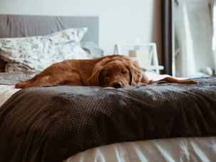 HOW-TO MAKE YOUR HOUSE A HOME — Pets Edition