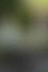 vrouw in park met boek op hoofd