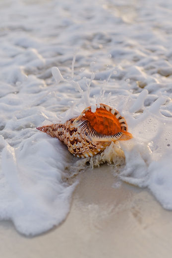 Image by Javardh