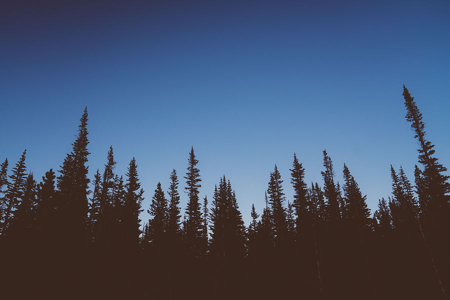 Sustainable forest of renewable timber