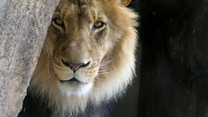 The Lion's Gate Portal, explained 