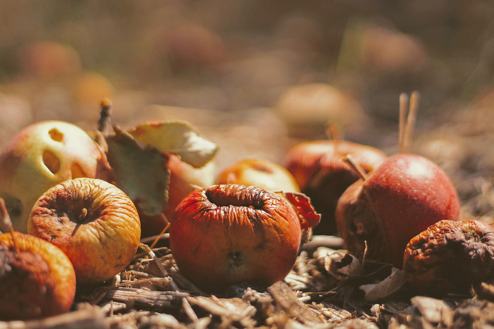food scraps for compost backyard garden