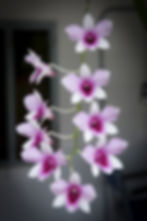 High angle view of a healthy Dendrobium orchid plant in sunlight