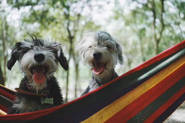 Wag N Heel Ranch Dog Boarding Daycare Training Austin Texas