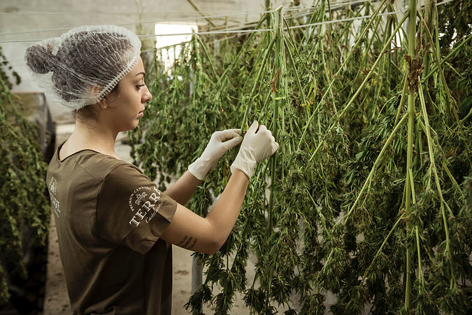 Image by Terre di Cannabis
