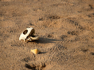 Bones of Integrity: Ethically Sourcing & Hygienically Cleaning Your Divination Tools