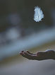 Image by Javardh