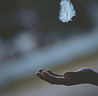Image by Javardh