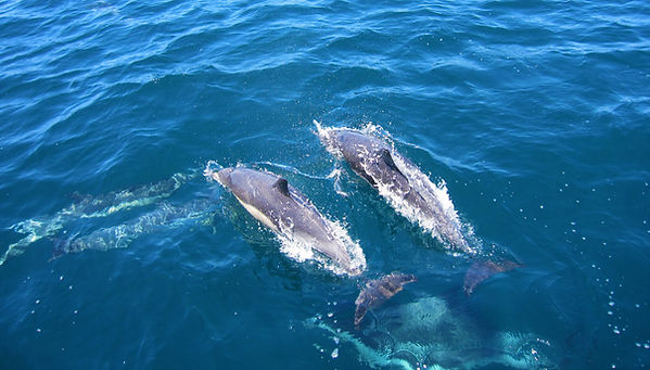 Image by Tammi Baliszewski