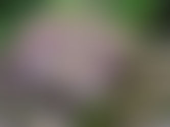 Reishi Mushroom for Dogs with Allergies: An Immune-Modulating Adaptogen