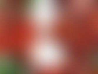 🔥 Melbourne’s Best Hidden Woodfired Pizza Joints (That Deserve a Spot on Your Feed)