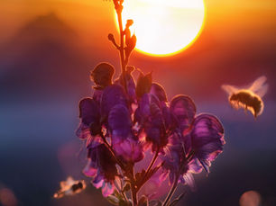 Bees and the Impact of Climate Change