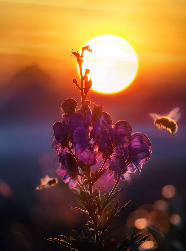 Image by Simon Berger
