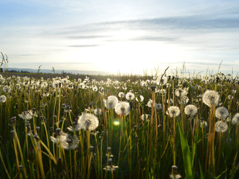 FROM THE MASTER GARDENERS: Manage Weeds Before Planting