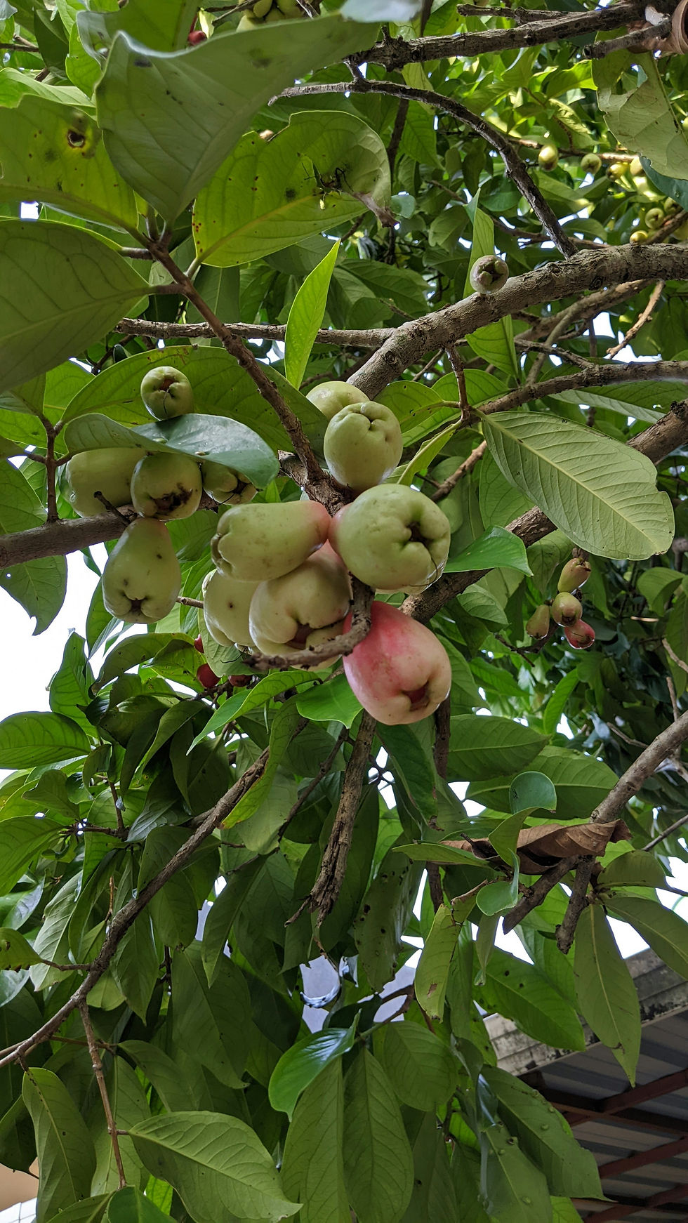 Thumbnail: Harrow Crisp Pear Tree