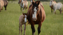               Hoof Growth and Healthy Hooves
