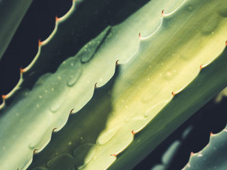 Konjac, psyllium, aloe vera… je te dis tout !