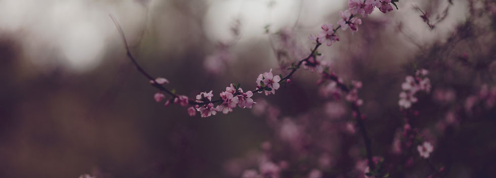 Image by Alexandr Popadin