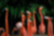 Image by Ganapathy Kumar