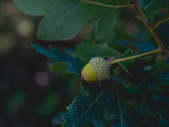 Save the Oaks - A radical act of love