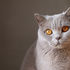 Hypertrophische Kardiomyopathie Katze