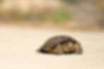 A tortoise slowly crawling across a road.