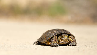 Turtle on a sandy path under bright sunlight, focused gaze. The background is blurred, adding a sense of calm and stillness.