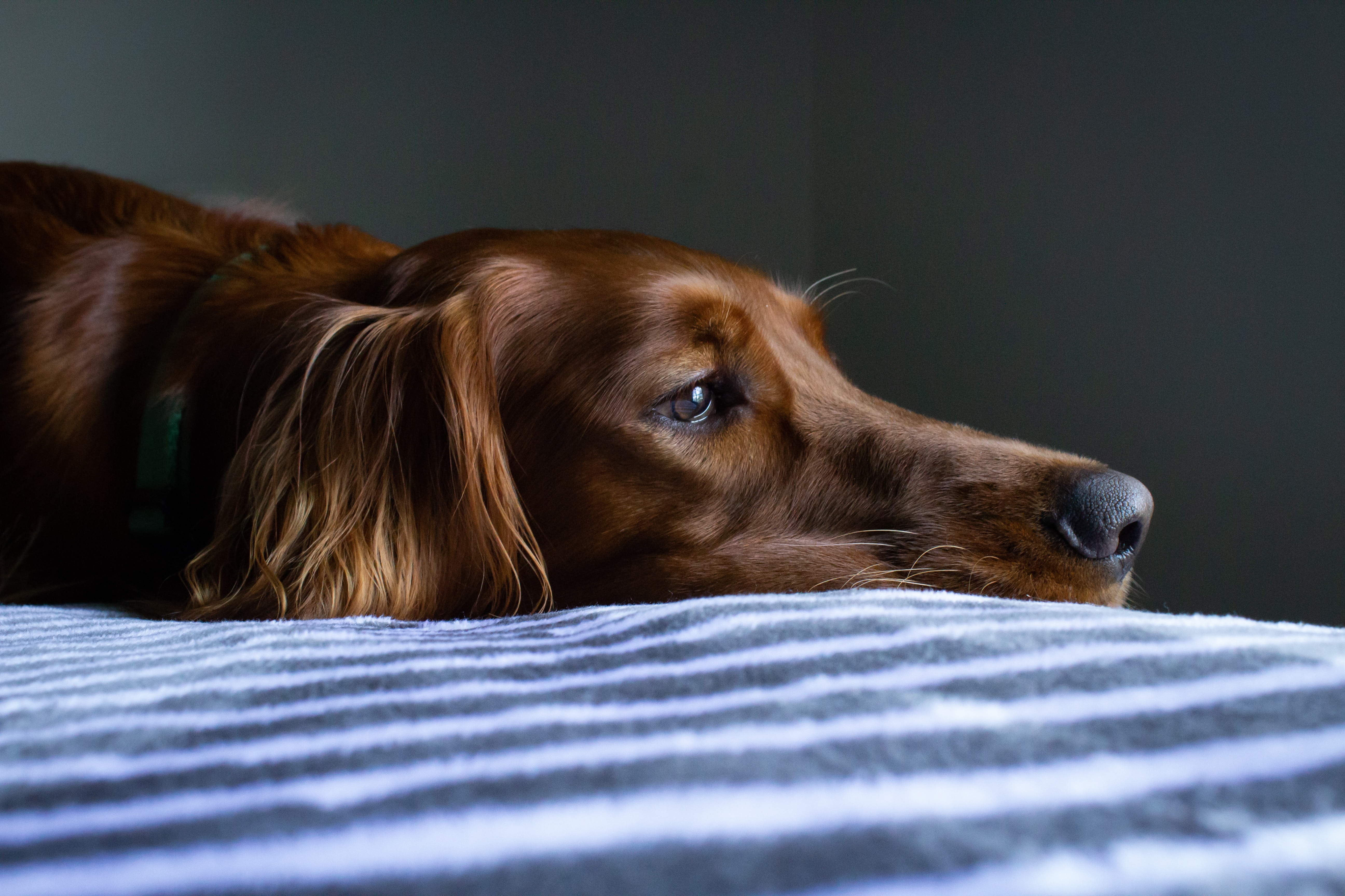 Mold on Pets